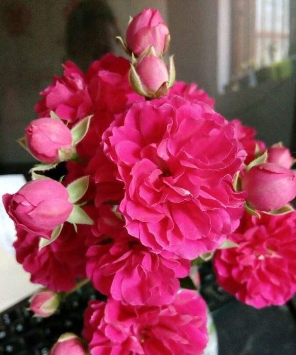  花朵：立春过后，此种花卉要栽上两株，花朵犹如小灯笼，好养易成活