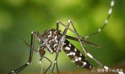 “花蚊子在我国出现时间并不长，但人们白天已无法乘凉，它从哪来