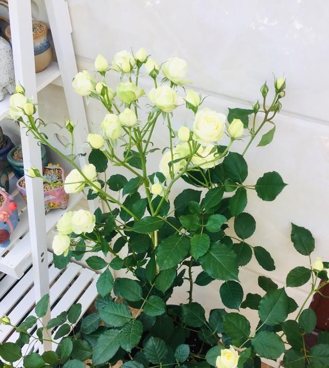  『种植』此花是世界名花，美丽若玫瑰，周年开不停，种植简单，室内也能养