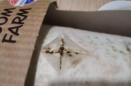  [家里]家里阳光差，试着养盆它，不但长的快还能吃！