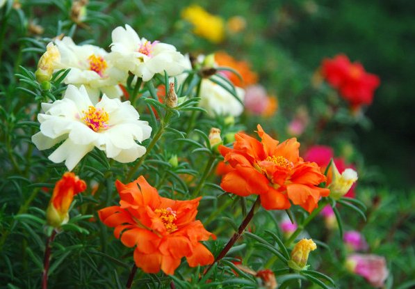  花香■家里养这些花朵，花开爆满盆，好养好看，超级美，花香惹人爱