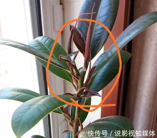 『难看』橡皮树窜到三米八,东倒西歪太难看,咔咔砍一刀,枝繁叶茂变老桩
