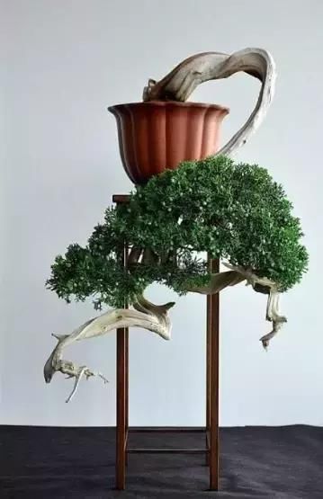 盆景展 ,美美美 !