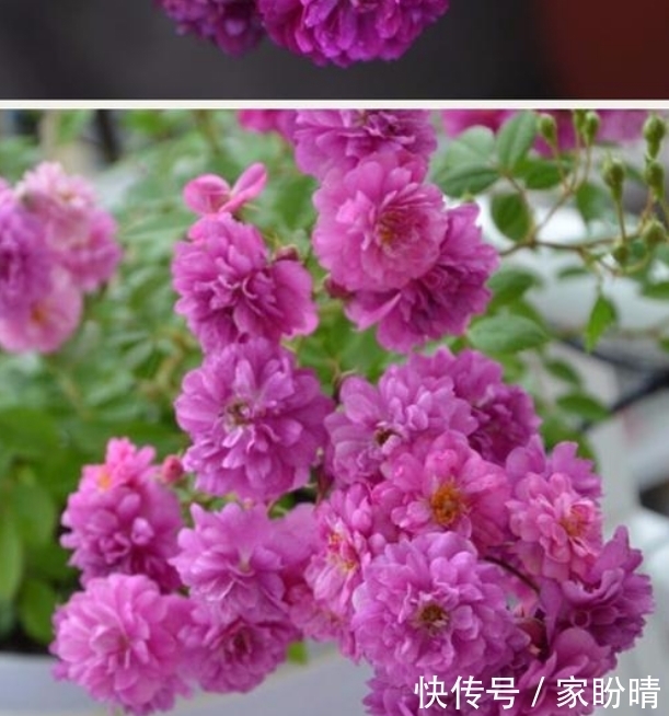 「有花赏」小阳台就养微月“四剑客”,只需养一盆,天天有花赏