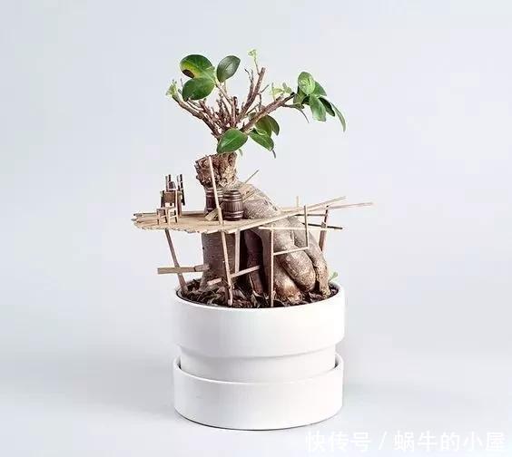 盆栽|她在盆栽上放了这个,家里瞬间活了起来!