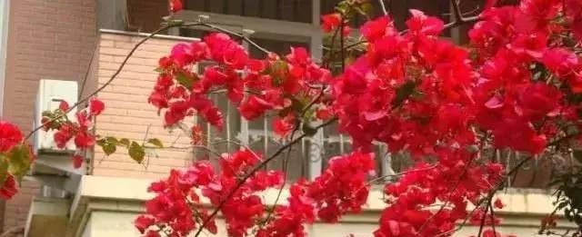 养三角梅，一口气窜到“7楼高”有多难得？广西人：这不很简单吗