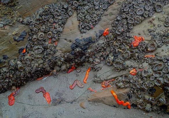 游客海滩发现大量“红辣椒”，小孩刚想伸手抓起却被制止