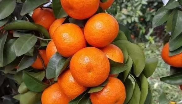  沃柑■砂糖橘产区白茫茫一片，产地销售不足一半，种植户如何走