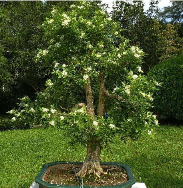  [芳香]九里香是一种美丽的植物，有最长花期之称，芳香九里