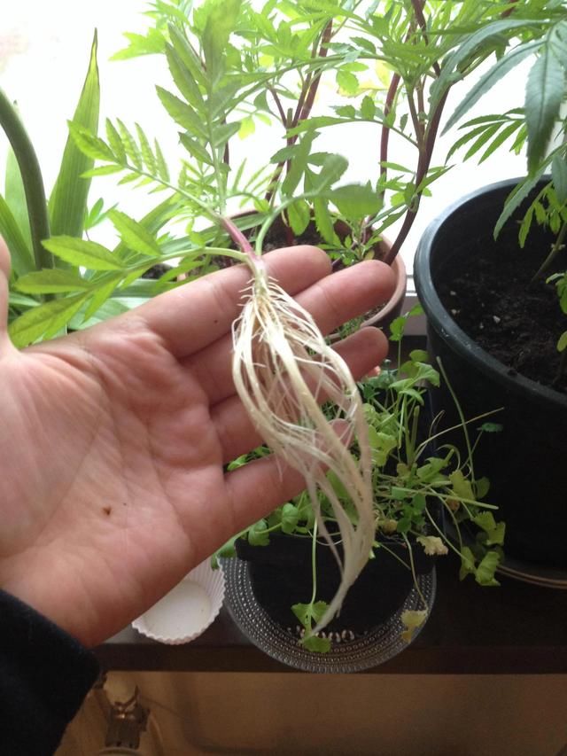  溶液：生根粉使用的几个方法，和生根溶液有啥区别，什么东西可代替它们