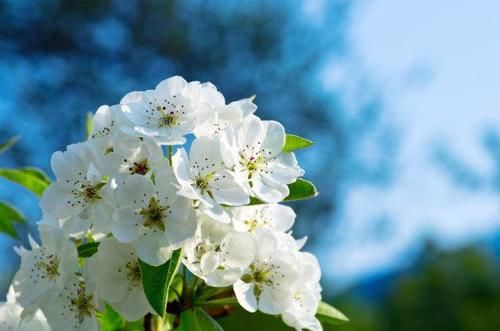  「如同」梨花我国约有2000余年的栽培历史，春季开花，花色洁白，如同雪花