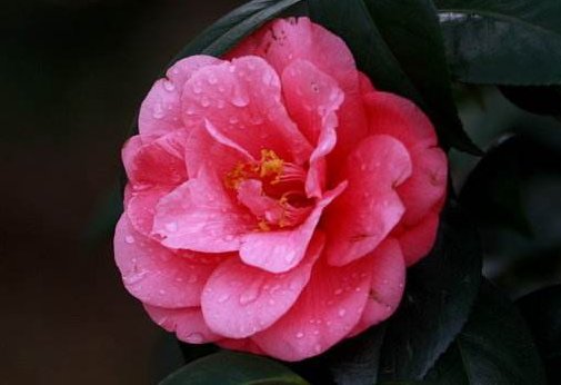  「花开」这5款花卉，不仅花期长又耐旱，花开就满盆，年年复花，盆栽佳品