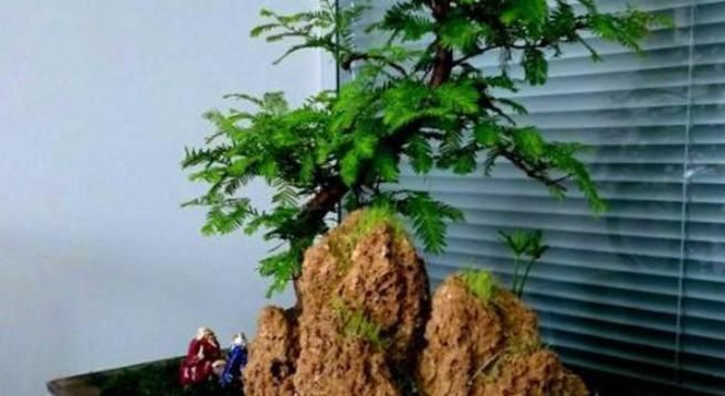  【漂亮】水杉，植物界“活化石”，一节枝条，轻松做一盆漂亮水杉盆景