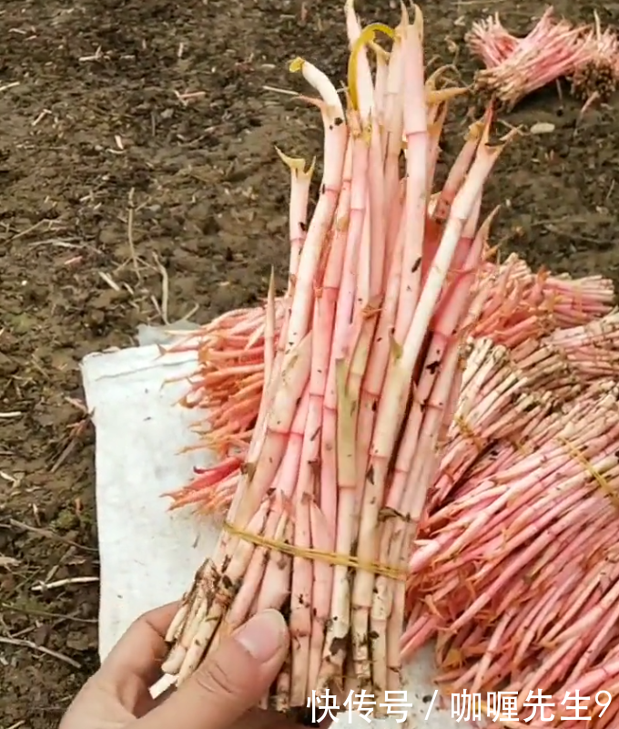 农民种植的“它”亩产3千斤，每斤10元，年赚几十万！