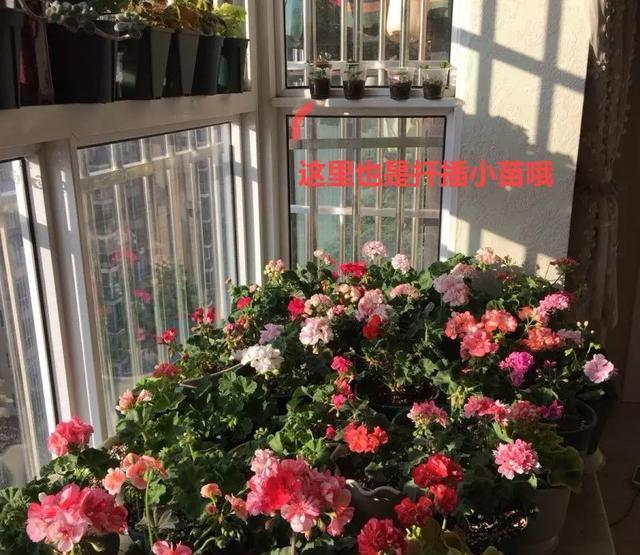  #图片作者#有一颗爱花的心，就算只有个封闭小阳台，也能养出一片花海！