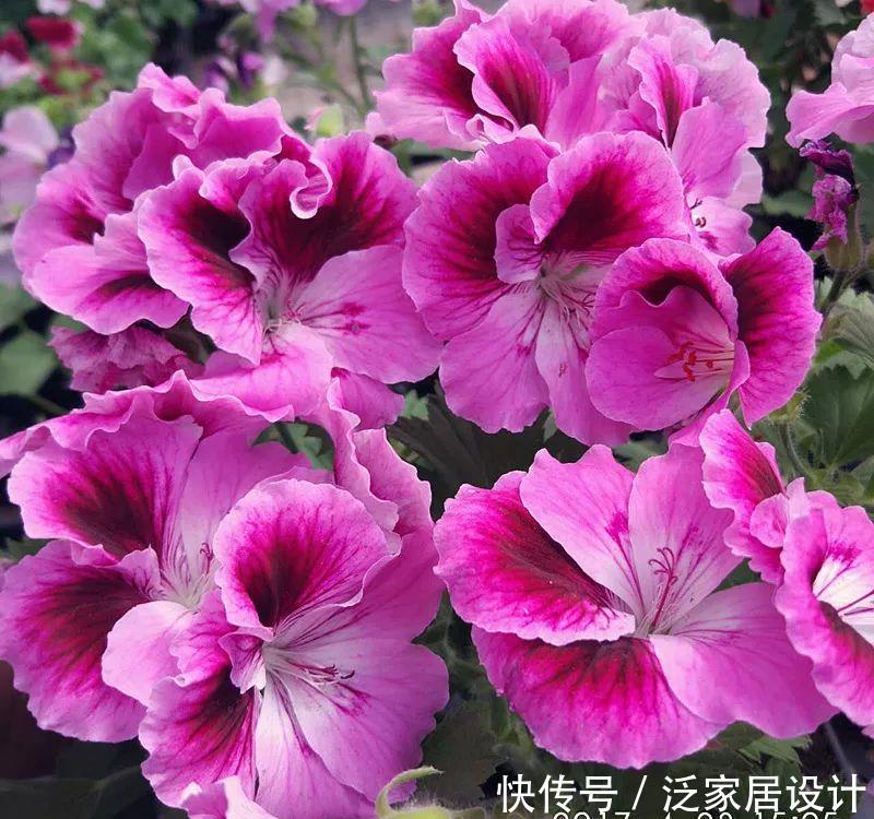 每种■110种天竺葵,每种都超美,看看你认识多少种?