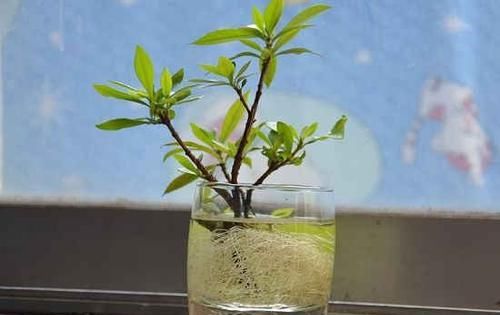  『养花』厨房拿个大洋葱，一剁一泡就成养花好料，虫子退散花开满枝！