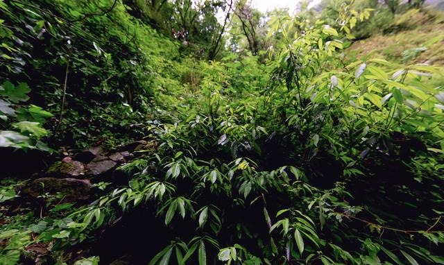 告诉你一个事实千万不要惊讶 距离成都百公里有个“非洲丛林”！