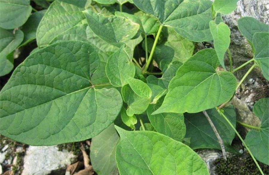  【不料】山林有1“白人参”，花朵不美还小，路人不理会，不料药商当宝！