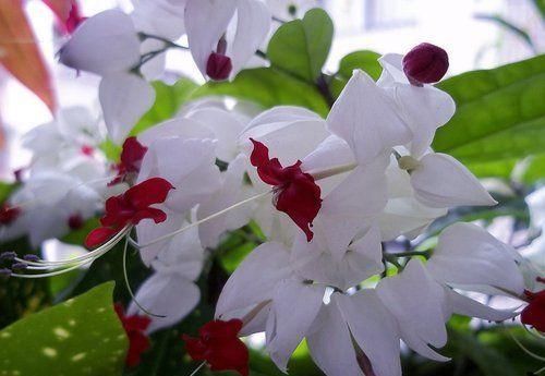  #妖娆#喜欢在家中养护花卉，就选择“妖娆多姿”的花卉，花期长，花色艳