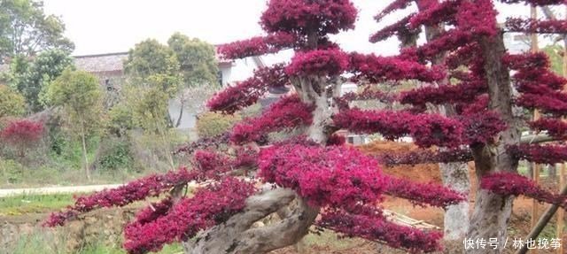  『檵木花』山里这种植物，到处都有，不做盆景，简直屈才了