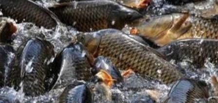  「养鹅」“养猪、养鱼、养鹅”，哪个比较有前景？养殖户：比较