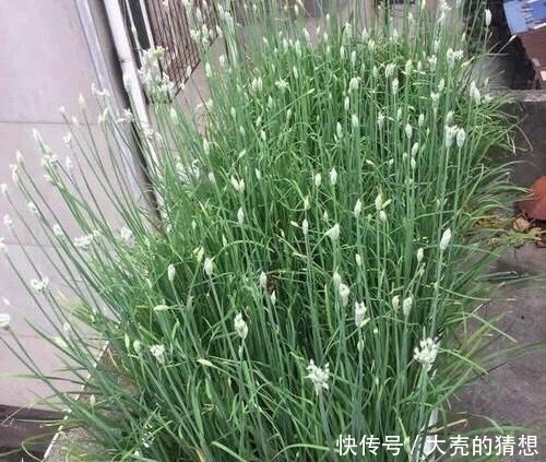 塑料■冬季养盆栽韭菜,只需做“1步”,叶子又肥又壮,收获一茬接一茬