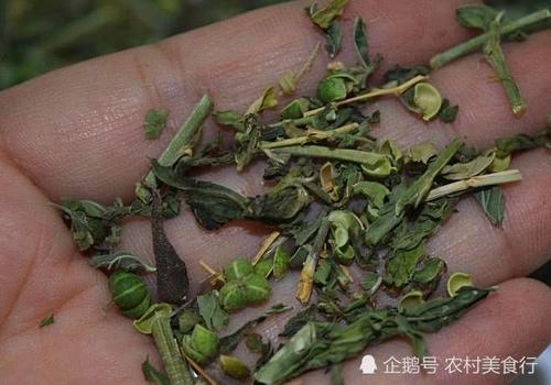 这野草的果实像珍珠，如今可遇不可求，价值十分珍贵，见到请珍惜