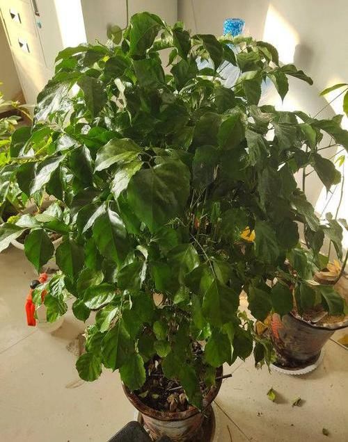  『水里』生活中的小药片，碾碎了丢在水里，用药片水浇花，不黄叶不烂根
