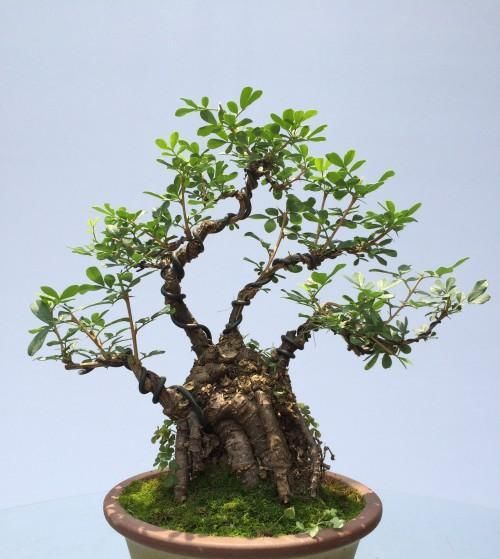  「金雀花」枝条“小心”棱角“小小”，金雀盆景的独特，只有爱花人才懂！