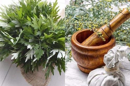  「空气」3种草花香气浓，净化空气驱蚊虫，让你天天睡得香