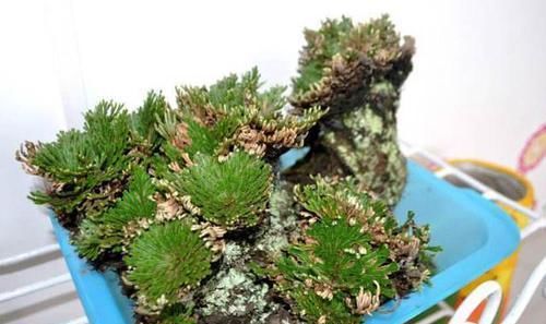  [值钱]野外碰见这种“草”，挖回家做盆景，人称“还魂草”很值钱