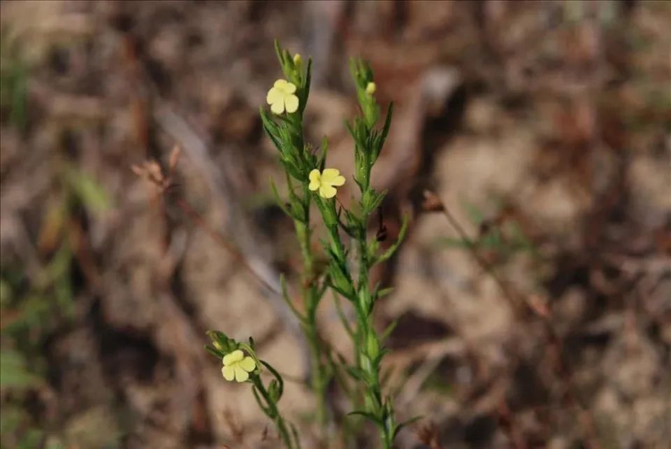  长在农田：一天挖不到1两，见到别错过，它是稀罕的“疳积草”，