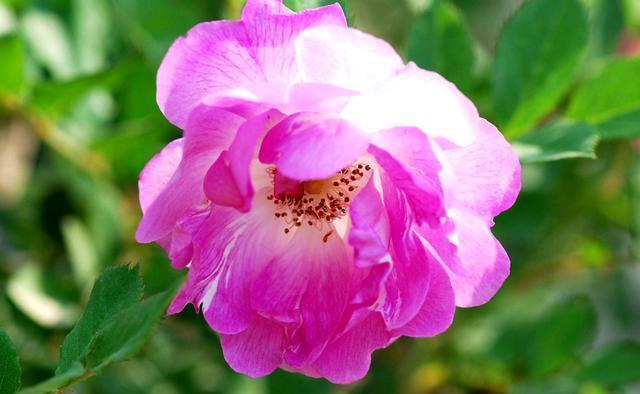 「花盆」适合夏天养的3种花,开花量大溢出花盆,颜色漂亮招人爱,美极了