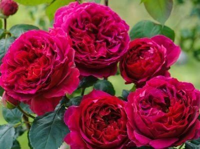  「开花真」不会养花？这3种花，一个枝丢盆里就活，开花一大盆，一年开3季
