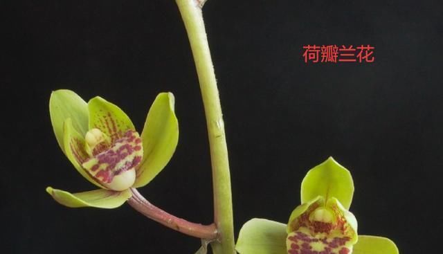  「名贵」名贵兰花价值百万、千万,那什么兰花才算是名贵兰花?