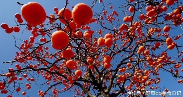  【合适】农村老家院子种什么树合适？老农：这4种树，千万别错过