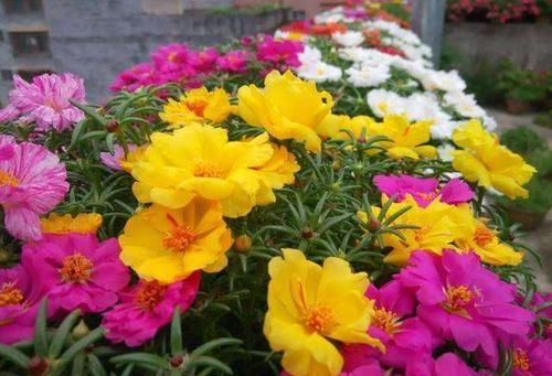  【漂亮】喜欢养护漂亮的花卉，就要掌握方法，这样花色艳丽，开花量繁多