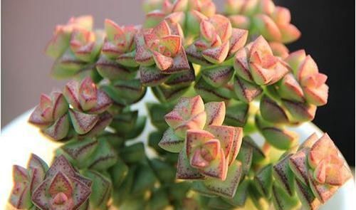  家里：这几款花卉，养在家里清新脱俗，一次花开上百朵，花开香飘溢满屋