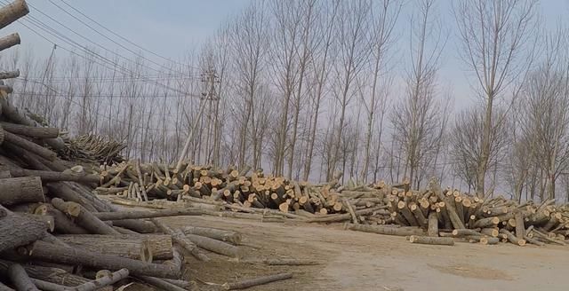 农村创业项目，杨树加工，一年买车买房娶新娘