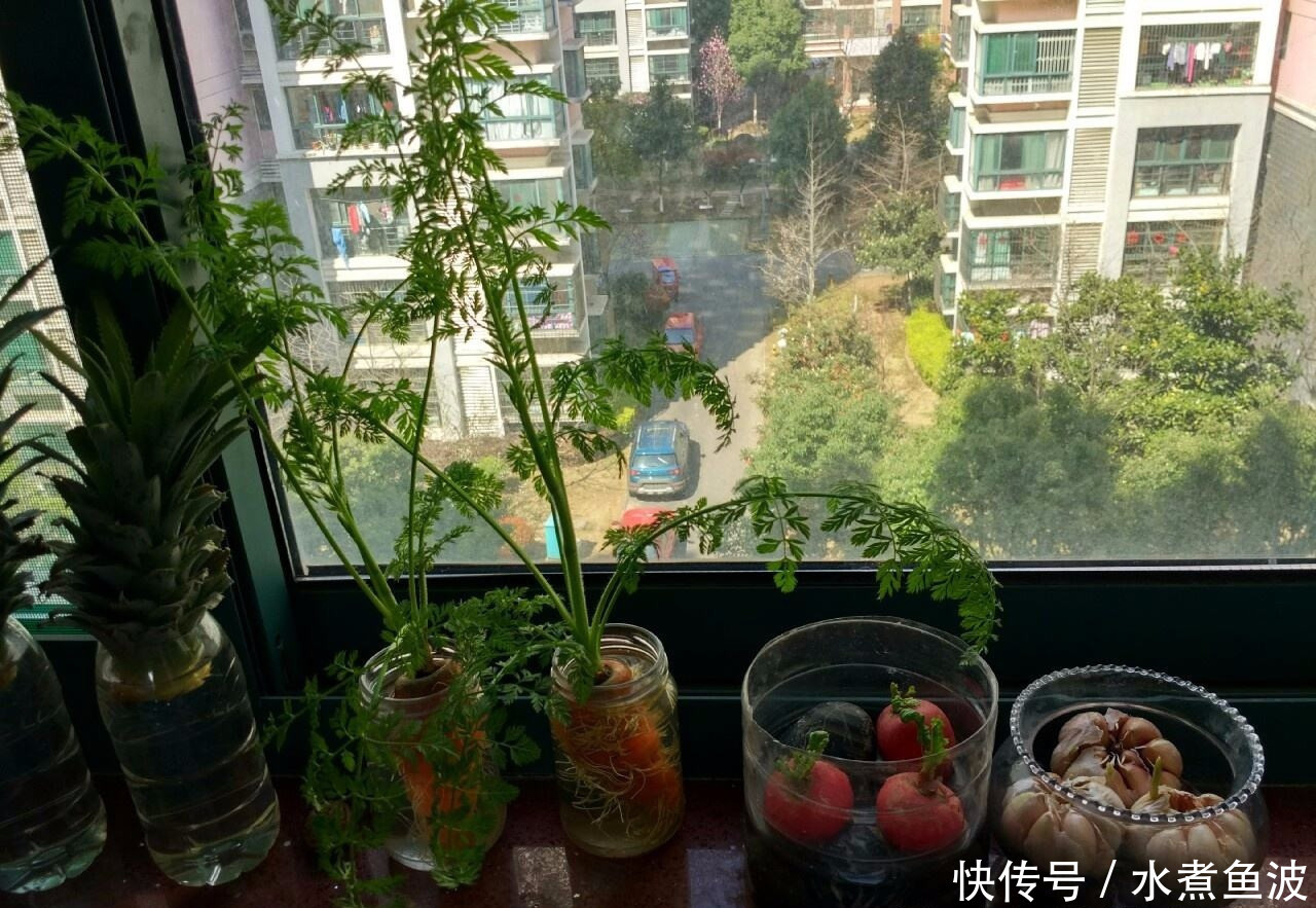 不用@阳台上种菜，别缺这6样，随便种一盆，割菜好几茬，都不用买菜了