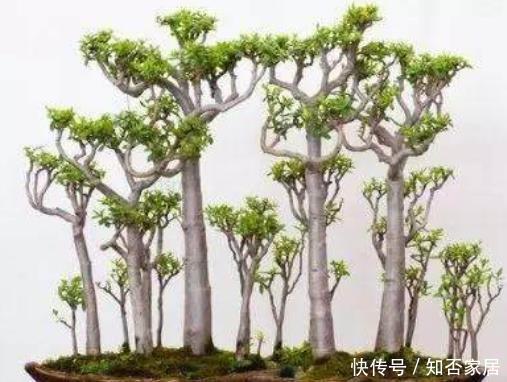 #富贵#4种盆景适合养在客厅,摆上1盆富贵又吉利,尽显格调值得拥有