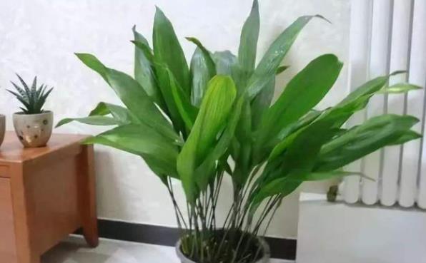  「耐热」4种花适合懒人养，耐热耐晒更耐旱，开花爆盆很美丽