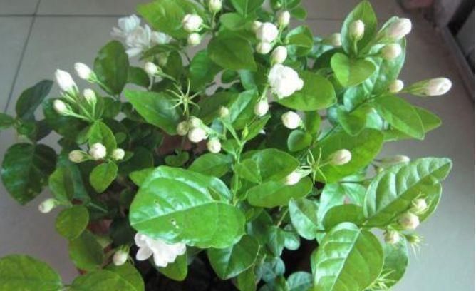 『茉莉花』“3种花”养卧室,改善睡眠质量,睡得香,很多花友都喜欢!