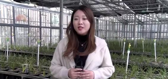  「种植」桐柏这个村家家种植兰花，花比人还多