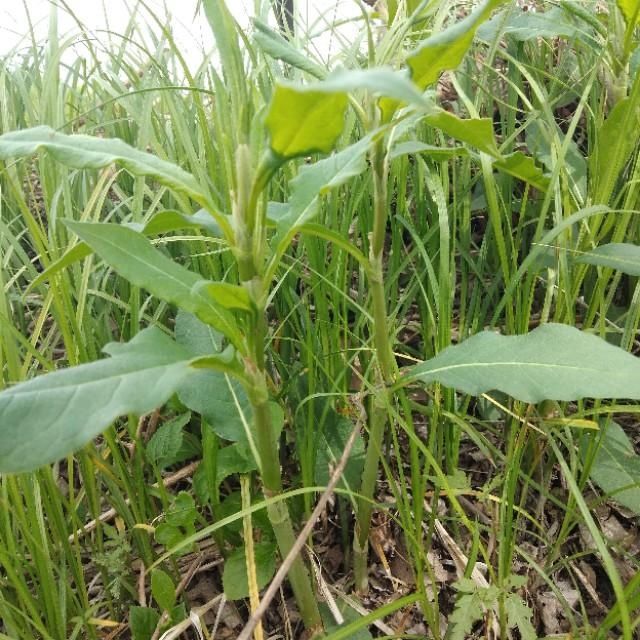 「山野菜」东北大山里的山野菜,你见过的有几种,能说出来吗