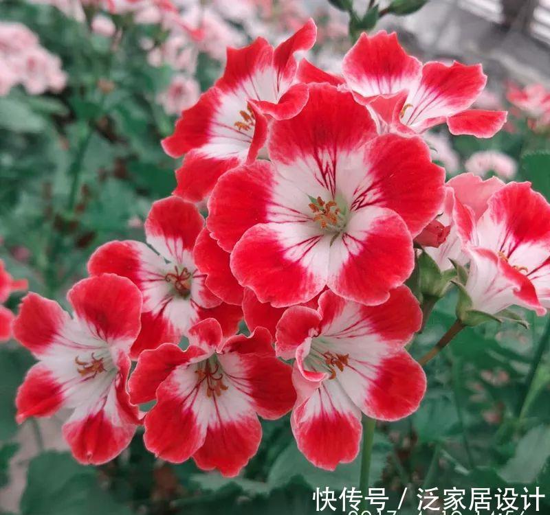  每种■110种天竺葵，每种都超美，看看你认识多少种？