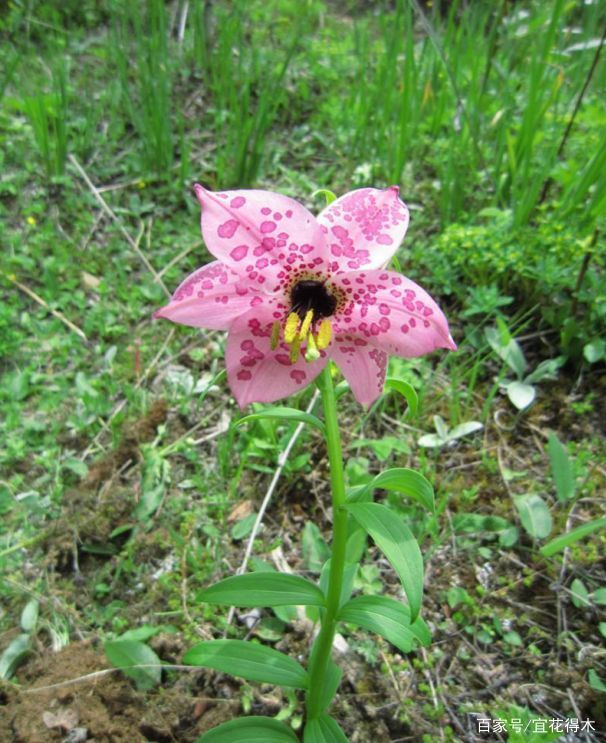  【传统】濒危物种｜百合是我国传统名花，您可见过开瓣豹子花？