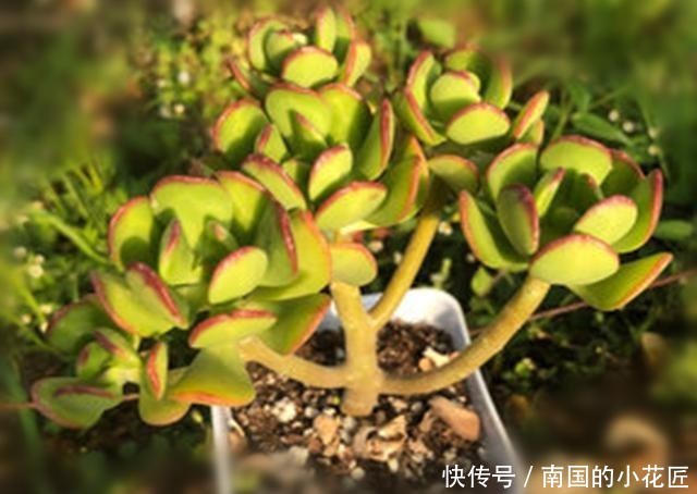  【宝珠配土】如宝扇一样美的多肉达摩宝珠，养护少放颗粒多浇水，快速长成老桩