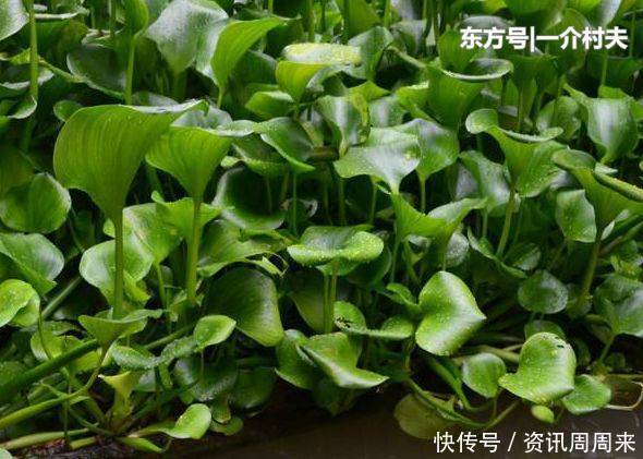  「骨痛」农村有名的“害草”，之前用来喂猪，其实对风湿骨痛有